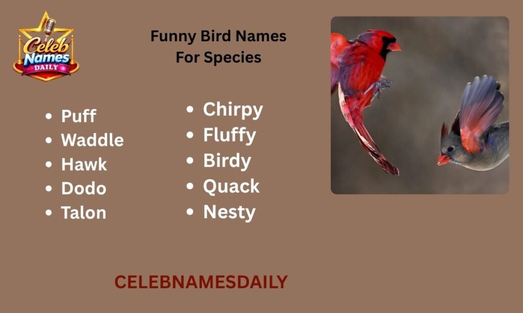 Funny Bird Names For Species