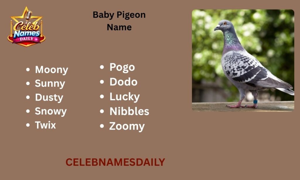 Baby Pigeon Name