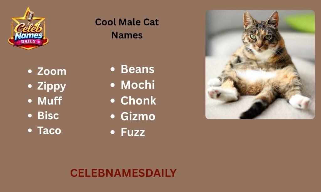 Cool Male Cat Names