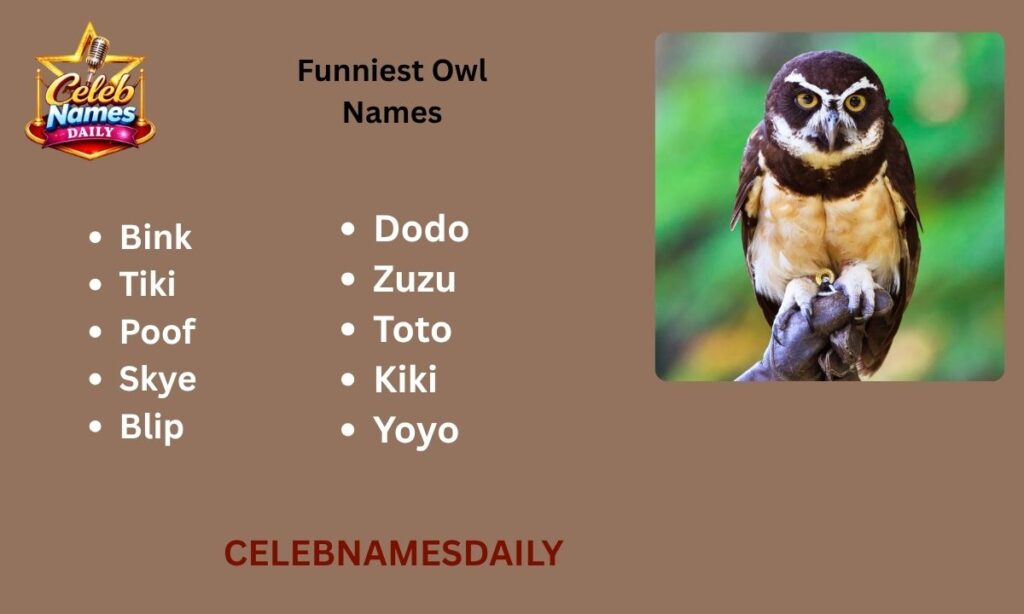 Funniest Owl Names