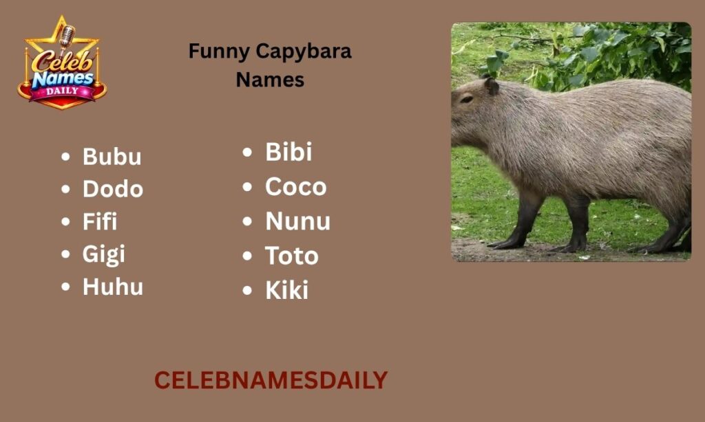 Funny Capybara Names