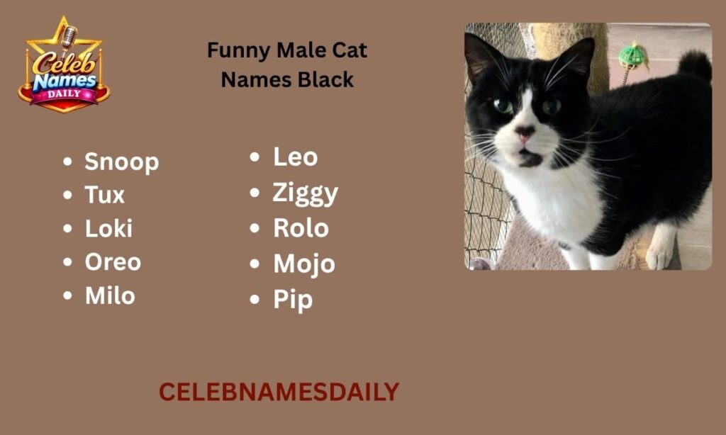 Funny Male Cat Names Black