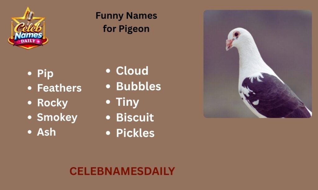 Funny Names for Pigeon