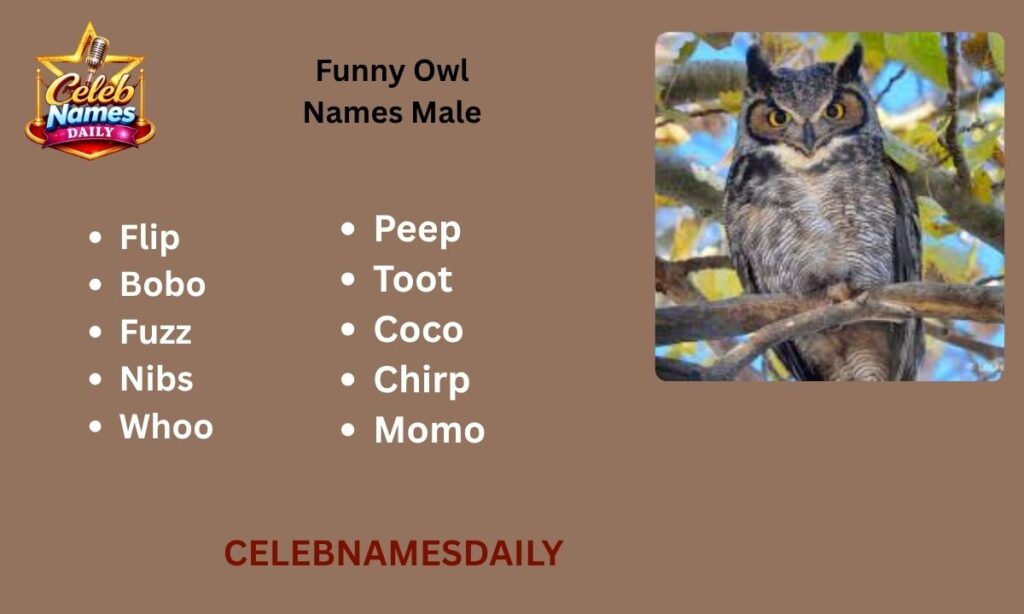 Funny Owl Names Male