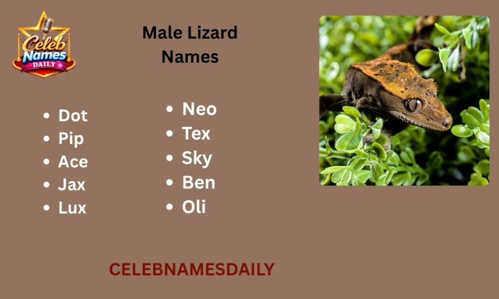 Male Lizard Names