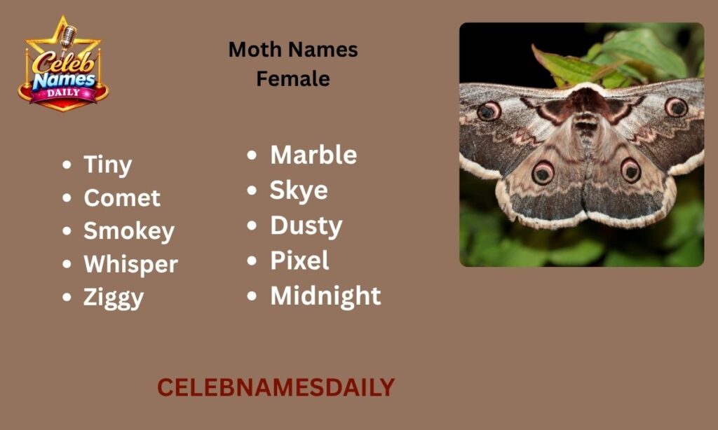 Moth Names Female