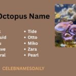400+ Octopus Name Ideas – Cool, Catchy & Adorable Names with Octopus Name Generator