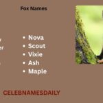 550+ Cute Fox Pet Names With Meanings & Name Generator
