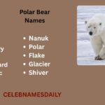 550+ Cute Polar Bear Names With Name Generator