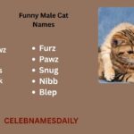 550+ Funny Male Cat Names: Unique, Inappropriate For Cat With Meanings
