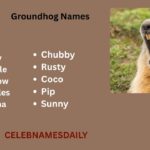 550+ Groundhog Names With Name Generator