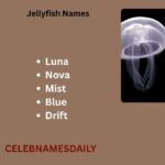 55o+ Unique and Catchy Jellyfish Names With Name Generator 